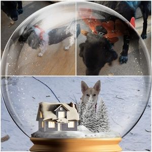 Meet your Posher, Carla